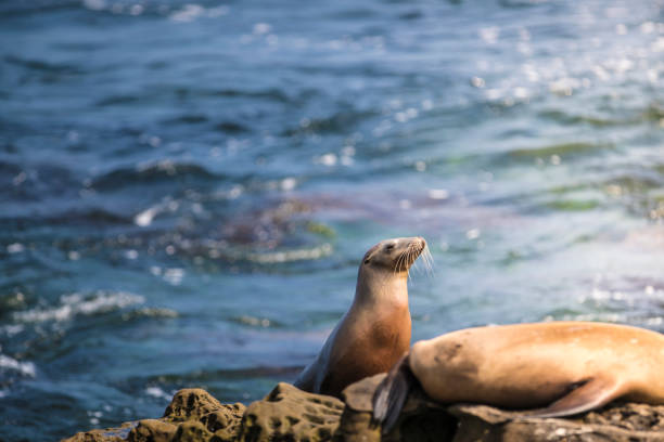 istock La Jolla Cove Seals and Sea Lions 812107774