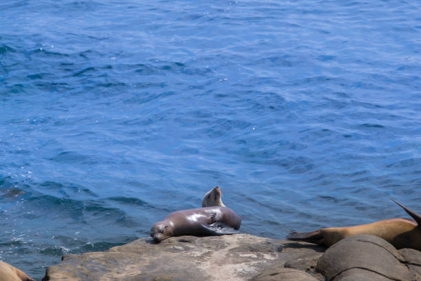 istock La Jolla Cove Seals and Sea Lions 812109820