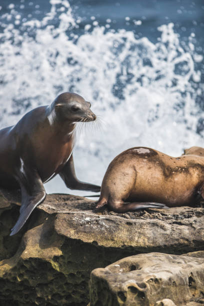 istock La Jolla Cove Seals and Sea Lions 812109834