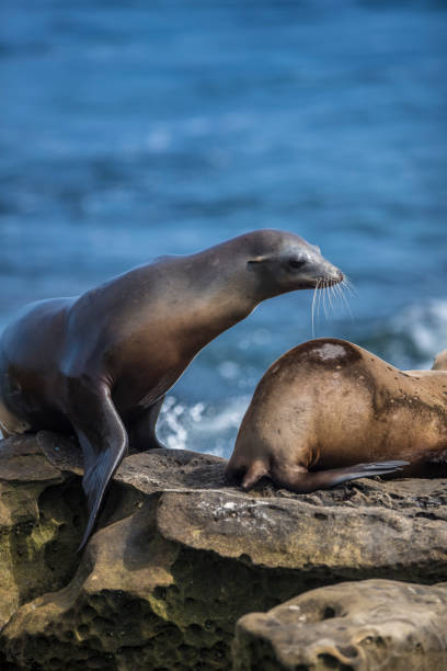 istock La Jolla Cove Seals and Sea Lions 812109906