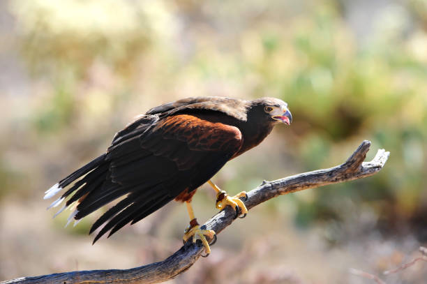 harris's hawk - harris hawk hawk bird of prey bird stock-fotos und bilder