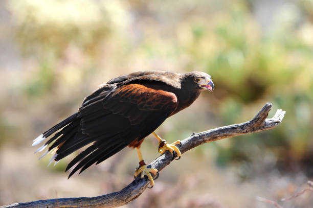 harris's hawk - harris hawk hawk bird of prey bird imagens e fotografias de stock