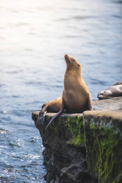 istock La Jolla Cove Seals and Sea Lions 812109970