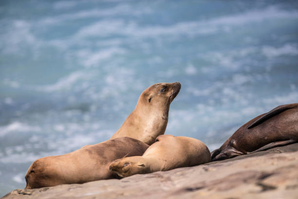istock La Jolla Cove Seals and Sea Lions 812110058