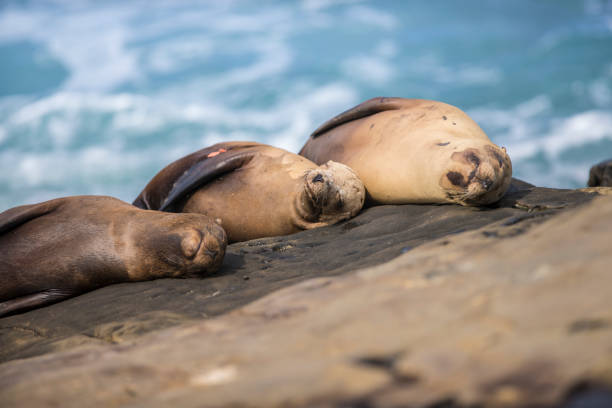 istock La Jolla Cove Seals and Sea Lions 812110092