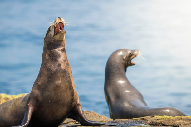 istock La Jolla Cove Seals and Sea Lions 812110134