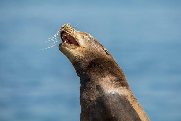 istock La Jolla Cove Seals and Sea Lions 812110150