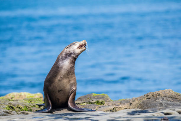 istock La Jolla Cove Seals and Sea Lions 812110156