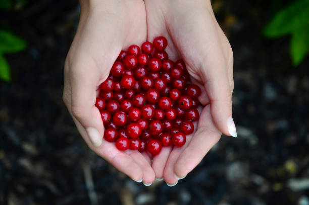 istock Female hands holding red currants, harvested from local garden 812110346