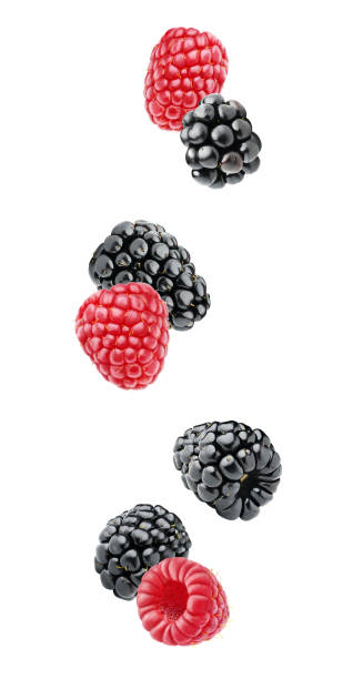 Isolated falling berries Isolated berries. Falling blackberry and raspberry fruits isolated on white background with clipping path dewberry stock pictures, royalty-free photos & images