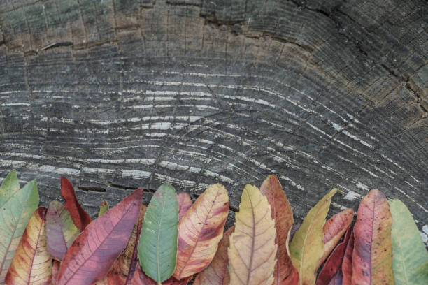 Dried autumn leaves on wooden background with copy space