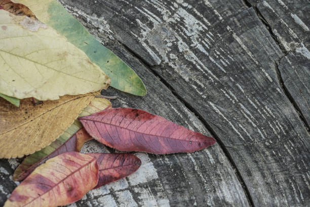 istock Dried autumn leaves on wooden background 812122132