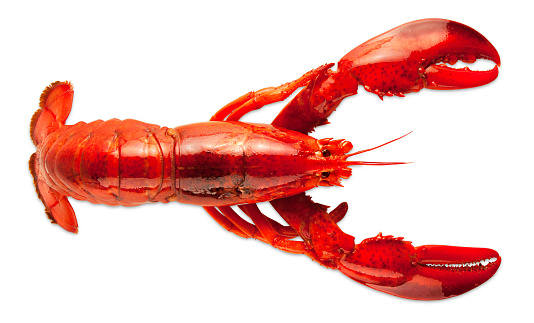 Boiled red lobster isolated on white background