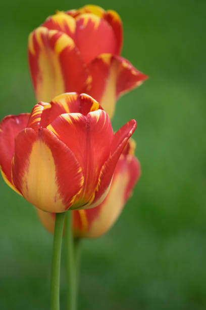 istock Sunlit red and yellow tulips brightly lit, with green behind 812130448