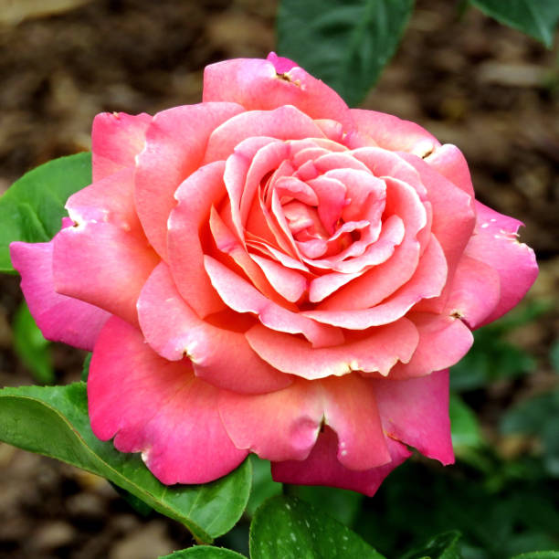 istock Niagara the Chicago Peace rose 2016 812132880