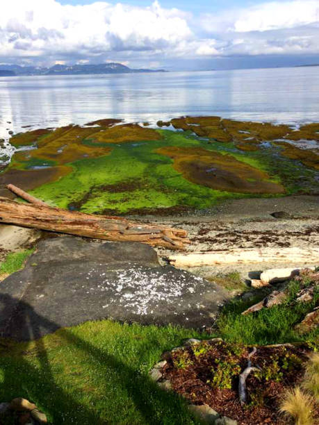istock Oceans on Vancouver Island 812136354
