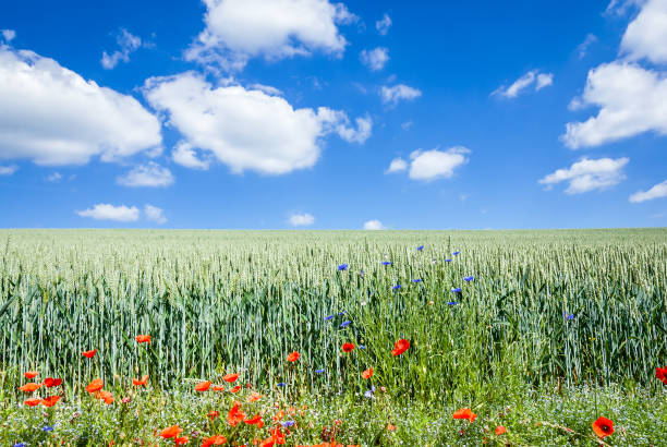 istock Corn poppy at a natural edge of a corn field 812143618