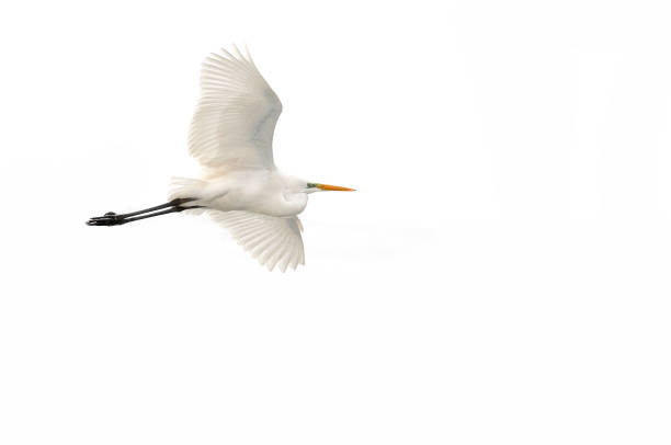 garzetta grande (ardea alba) - egret foto e immagini stock