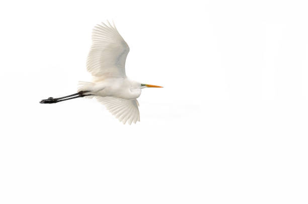 wielki egret (ardea alba) - white heron zdjęcia i obrazy z banku zdjęć