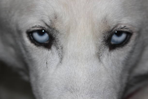 Blue Eyed Siberian husky looking at the camera for a perfect facial shot.