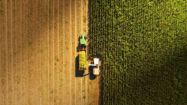 maíz de croping en provincia italiana - john deer fotografías e imágenes de stock