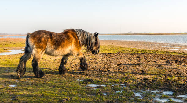 caballo de tiro belga se pasea por el área pantanoso congelado en el borde de un río en los países bajos - draft horse fotografías e imágenes de stock