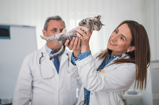 Veterinarian examining a kitten animal hospital