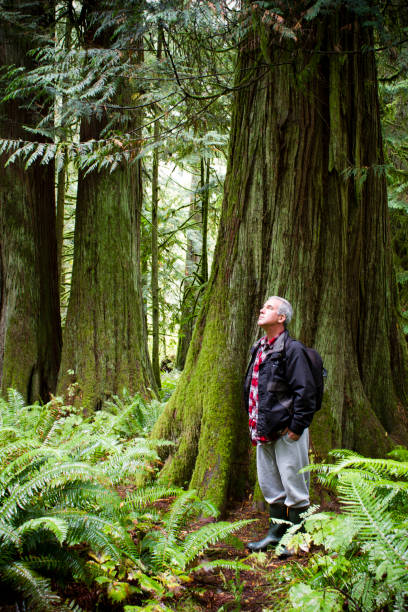 istock MacMillan Provincial Park Cathedral Grove Vancouver Island 812172084