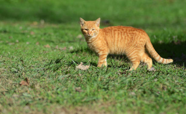 istock Orange cat in green grass stares at the camera. 812181290