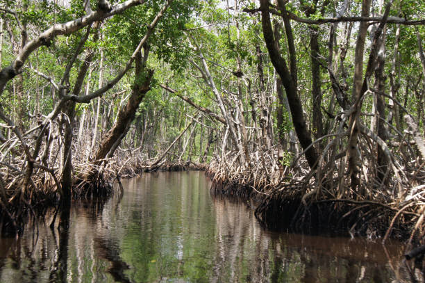 istock Canal and mangrove 812183920