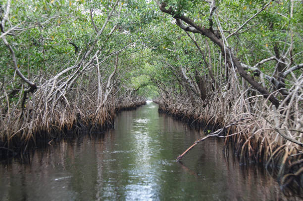 istock Canal and mangrove 812183926