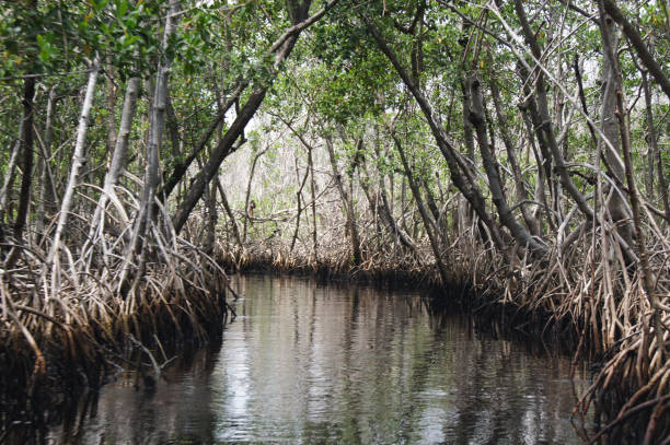 istock Canal and mangrove 812183990