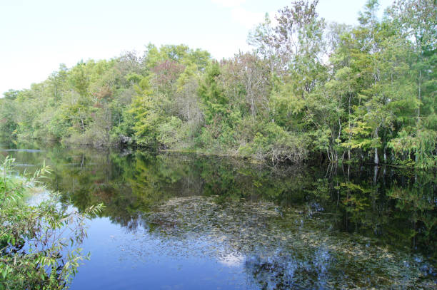 istock Wild vegetation along the canal 812184024