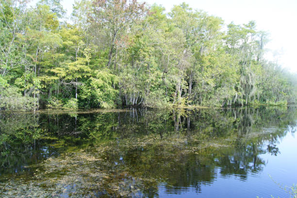 istock Wild vegetation along the canal 812184034