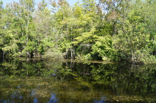 istock Wild vegetation along the canal 812184038