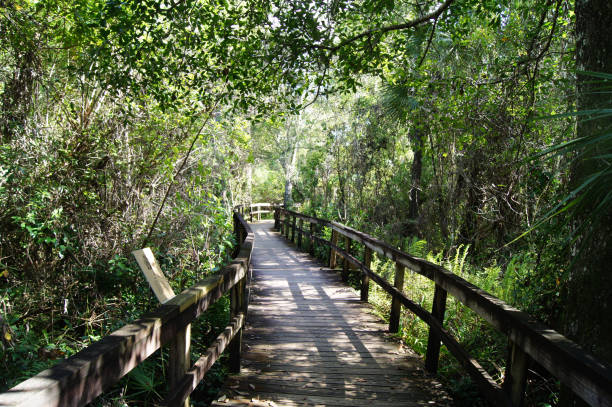 istock Pontoon walking in wild vegetation 812184070