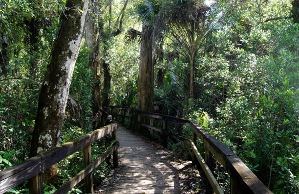 istock Pontoon walking in wild vegetation 812184080