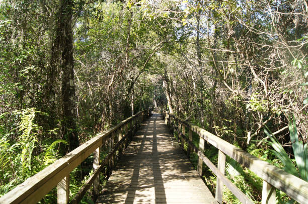 istock Pontoon walking in wild vegetation 812184132