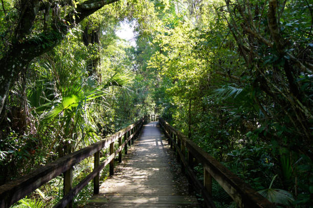 istock Pontoon walking in wild vegetation 812184186