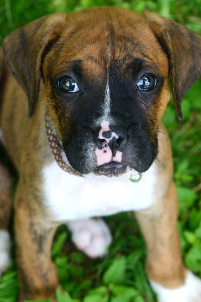 istock Little Boxer puppy looking right at the camera lens. 812184308