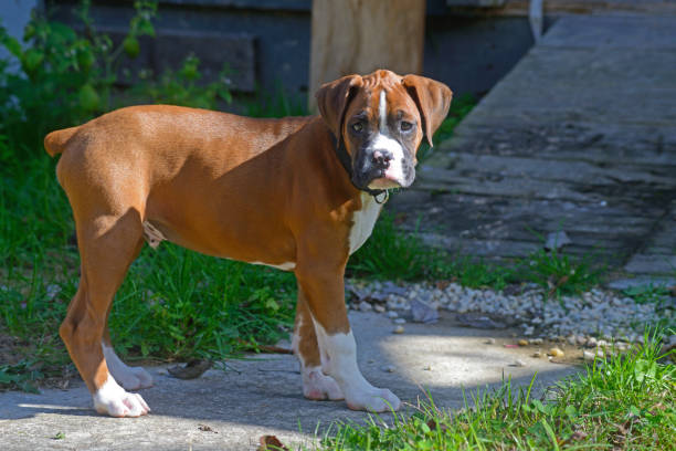istock Young Boxer dog standing looking like he's lost. 812207398