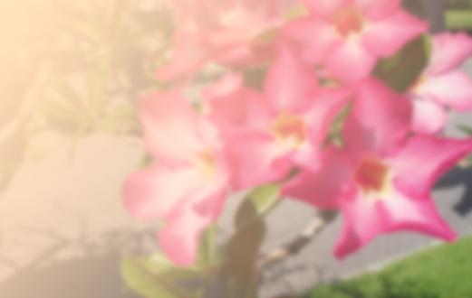 blur background,nature,flower,pink,Azalea