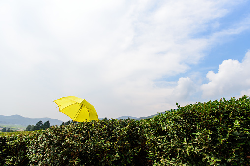 Picture-like wind of Boseong tea field