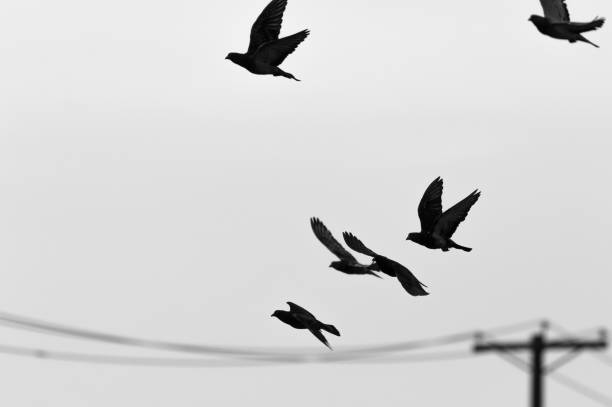 istock Birds in the city 812247750