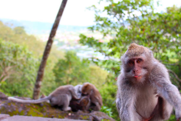 istock Monkey macaque takes selfie with his friends 812250078