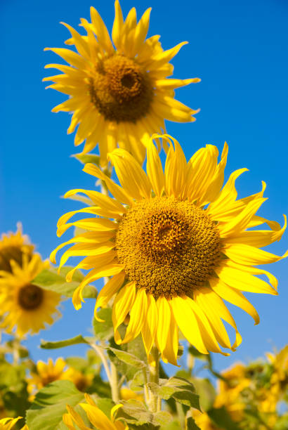 istock Sunflowers field with blue sky background 812254794