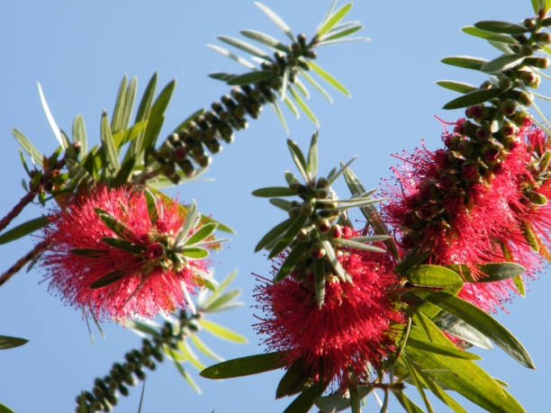 istock Or Yehuda Callistemon Captain branchs 2010 812257520