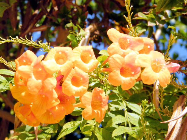 istock Or Yehuda Campsis grandiflora flower 2010 812259580