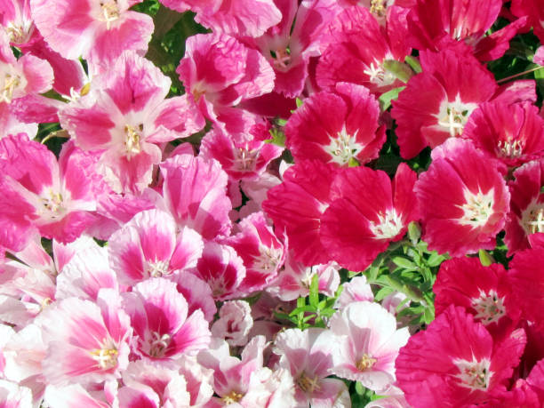 Carpet of Petunia in Or Yehuda, Israel, April 9, 2012