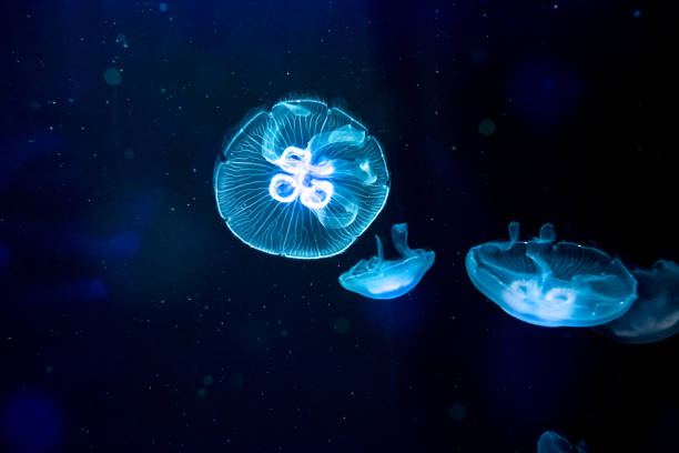istock Moon jelly fish in aquarium 812259892